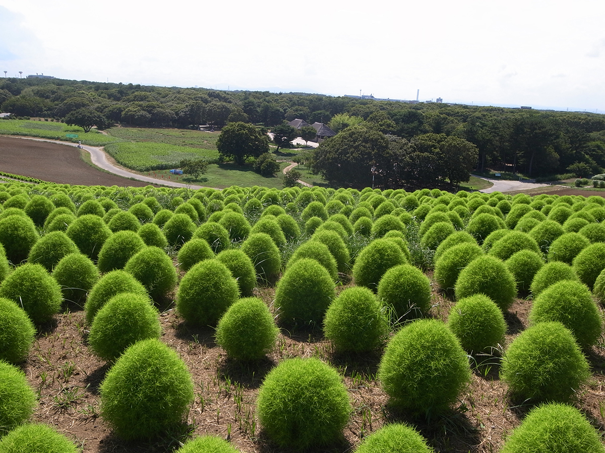 Kamakura One Day Tour